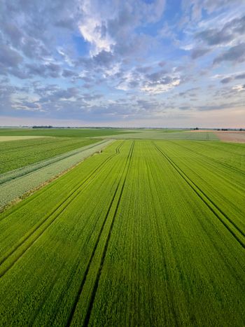Green field with long, straight rows under a cloudy sky.