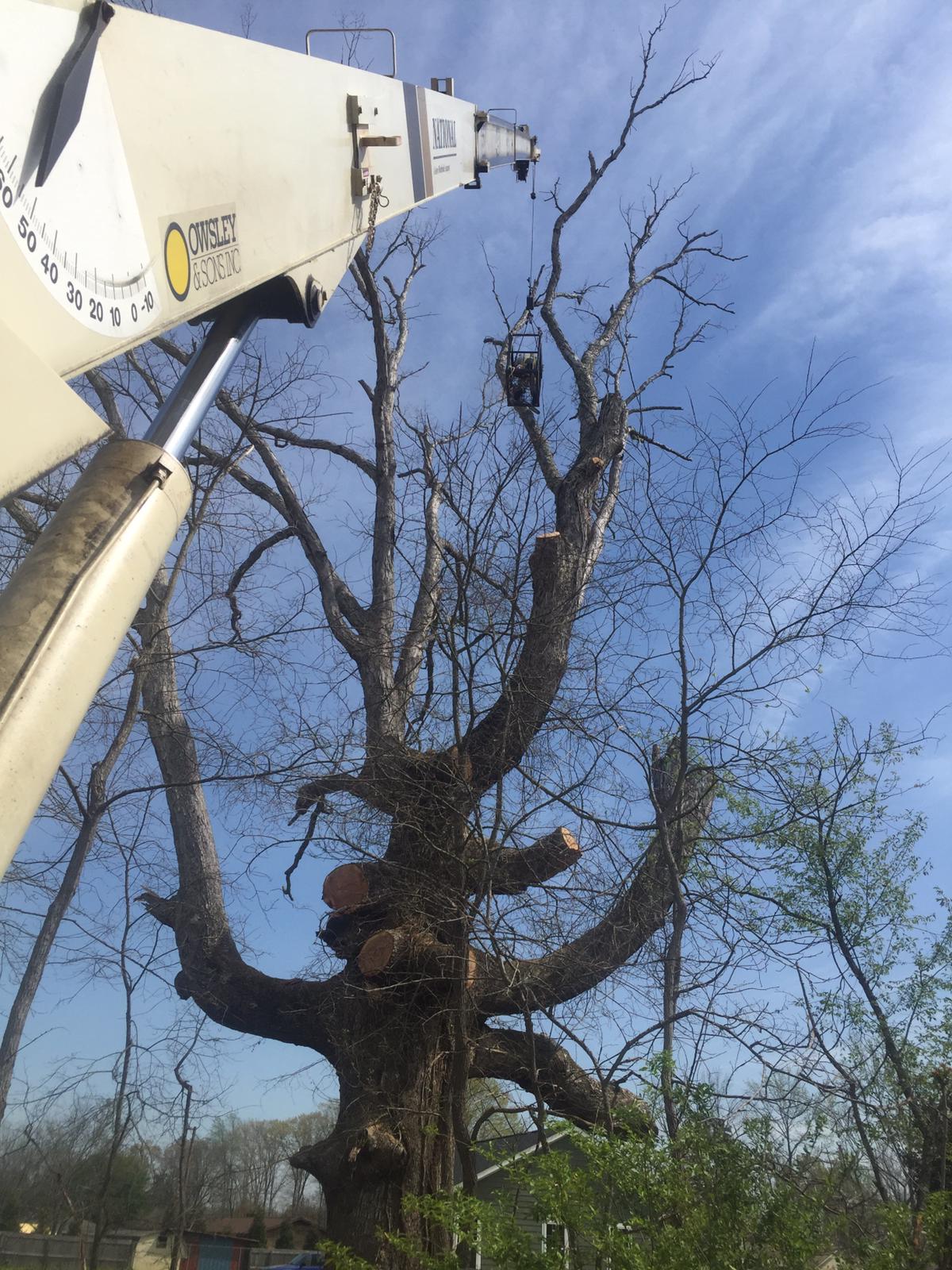 Crane assisting with tree removal in Lexington, NC