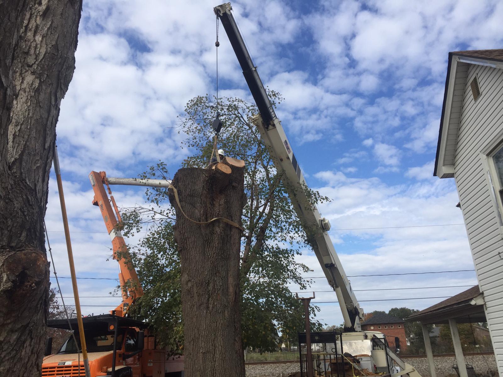 tree lifting crane 1