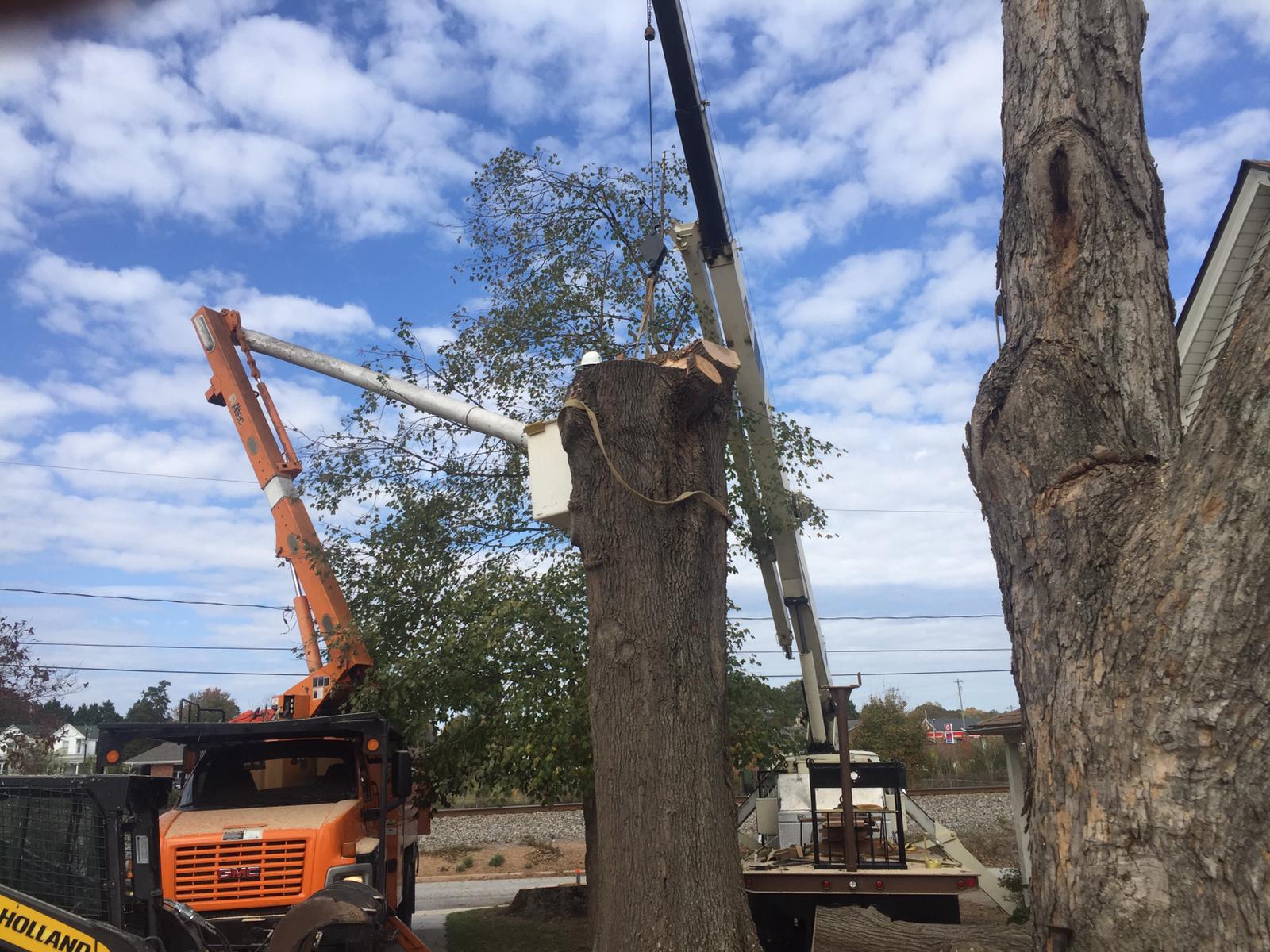 tree lifting crane 2