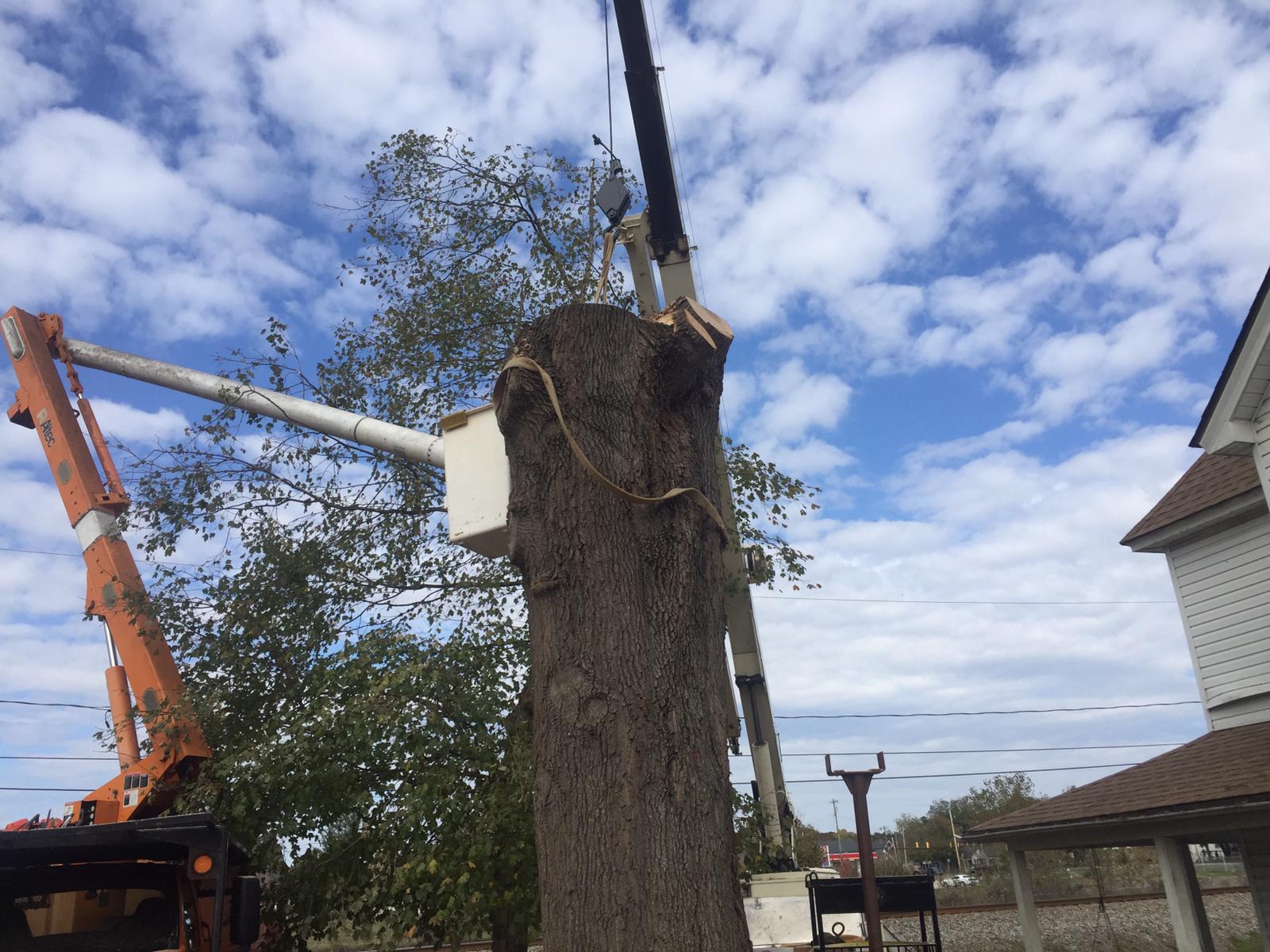 tree lifting crane 3