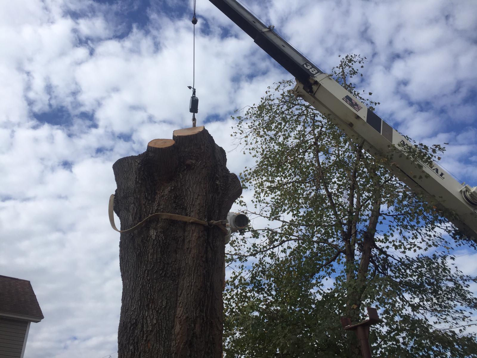 tree lifting crane 4