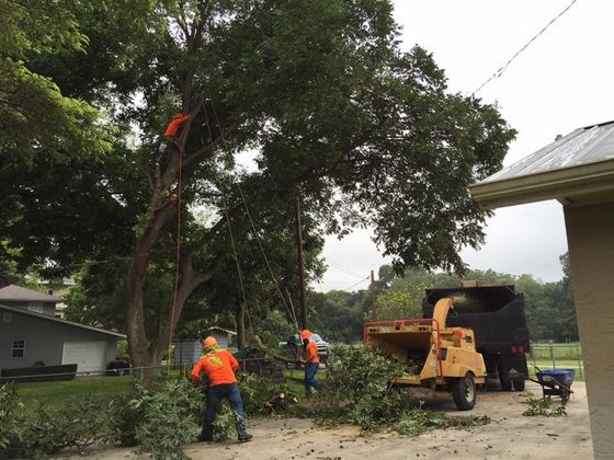 Affordable Tree Services