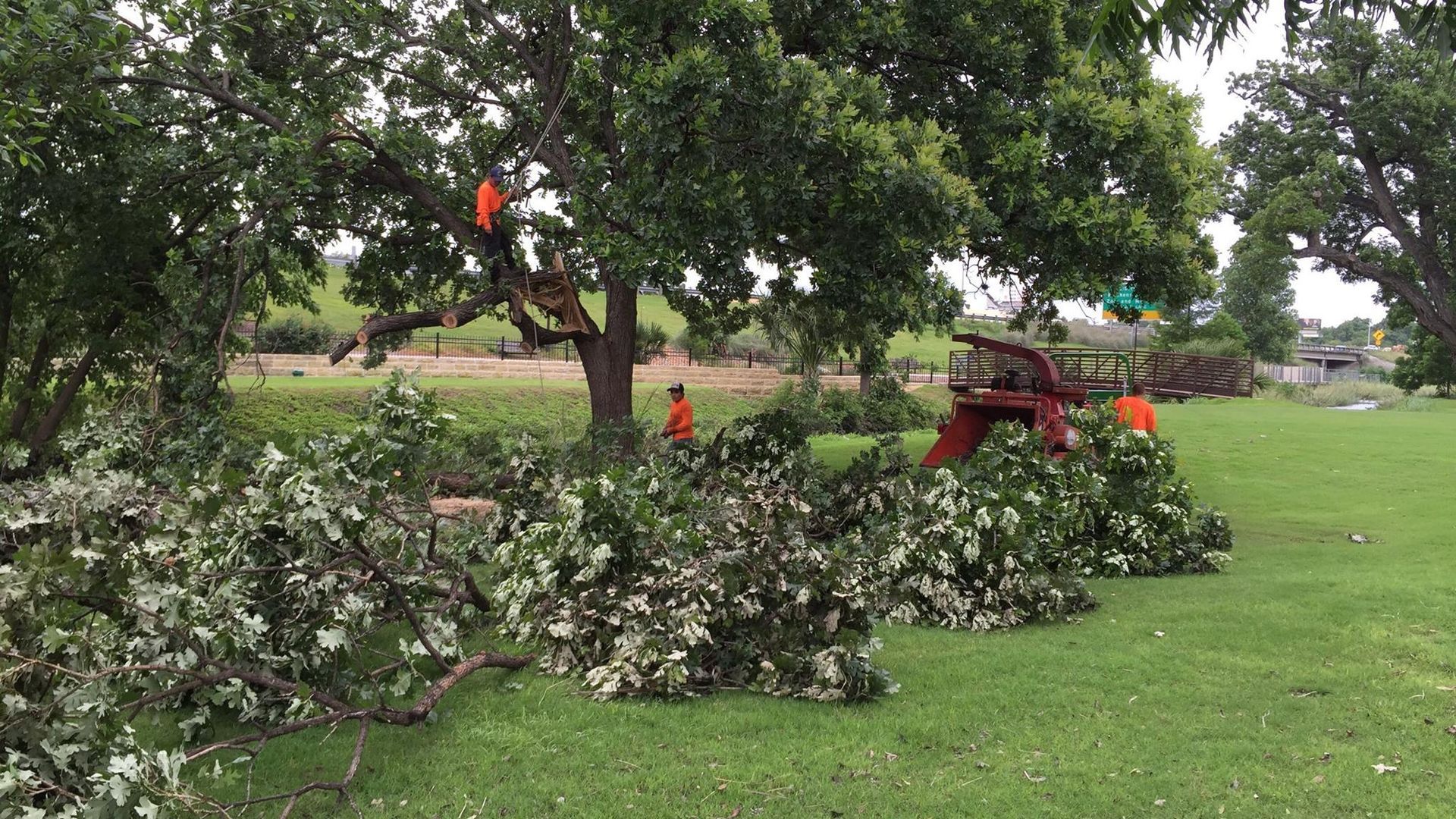 Tree Cutting Services