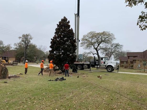 Tree Installation & Transplant