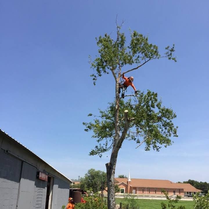 Tree Pruning Service