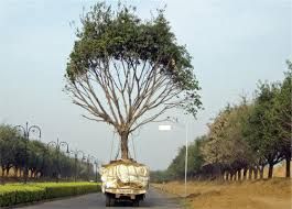 tree planting services