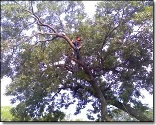tree pruning service