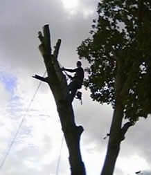 tree removal service