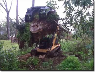 tree service removal