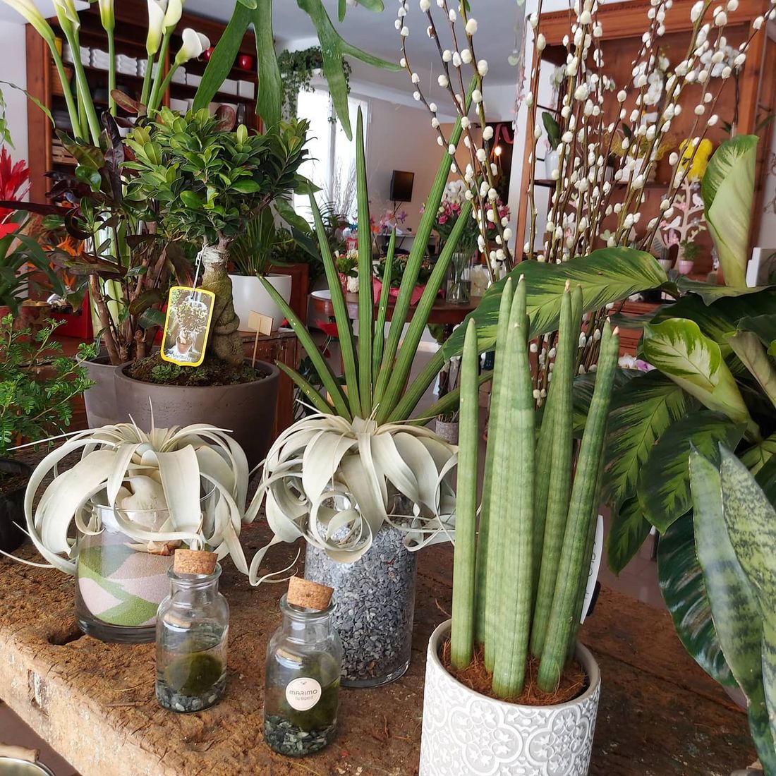 piante del negozio