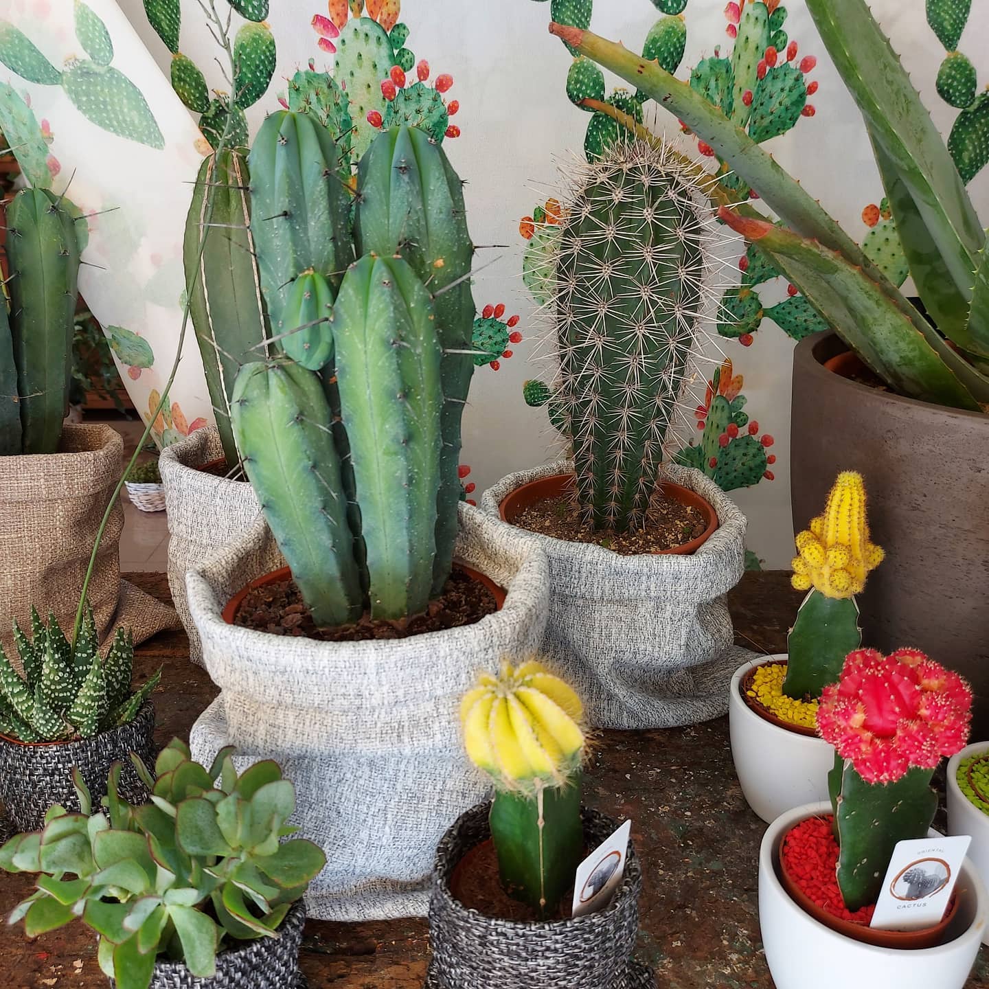 piante grasse in vendita