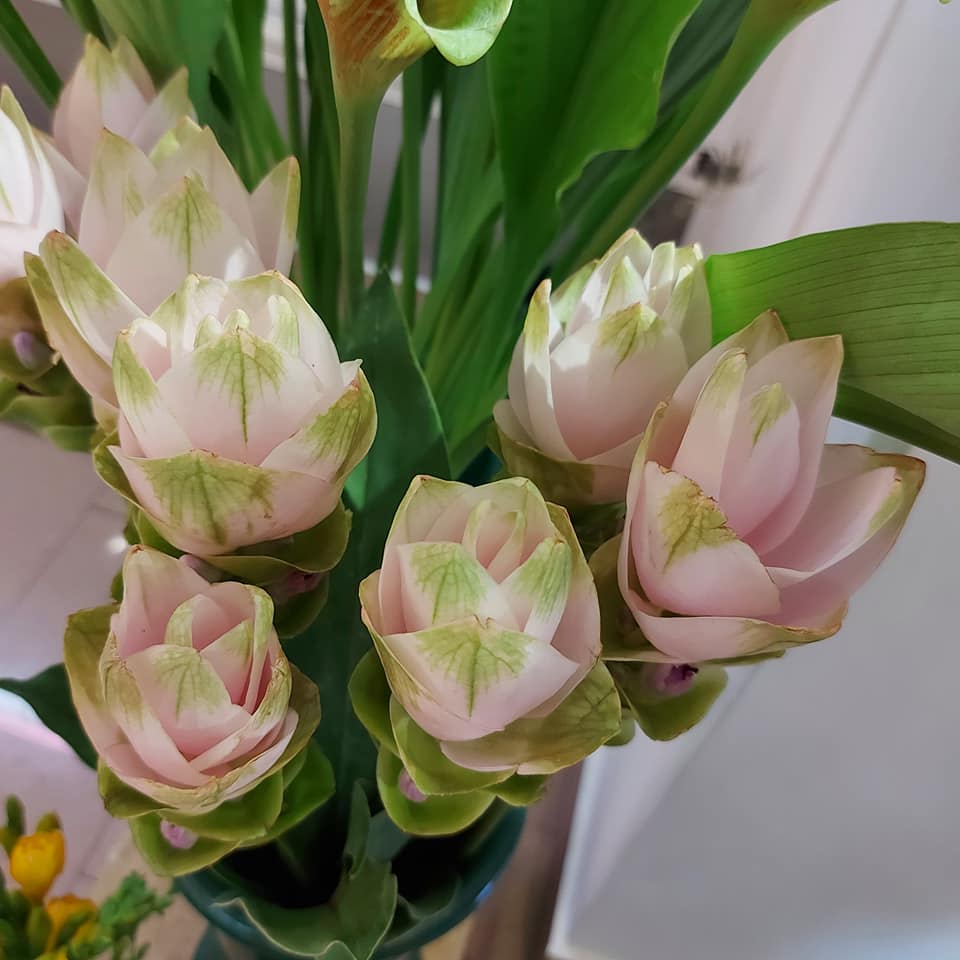 fiori freschi del negozio