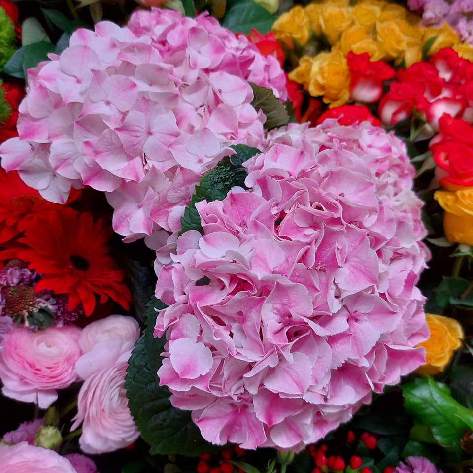 esposizione di fiori freschi