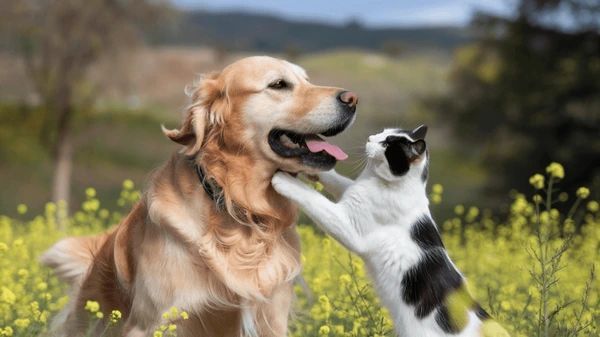 Golden retriever con la boca abierta interactuando con un gato blanco y negro