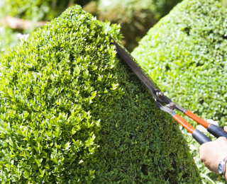 hedge trimming