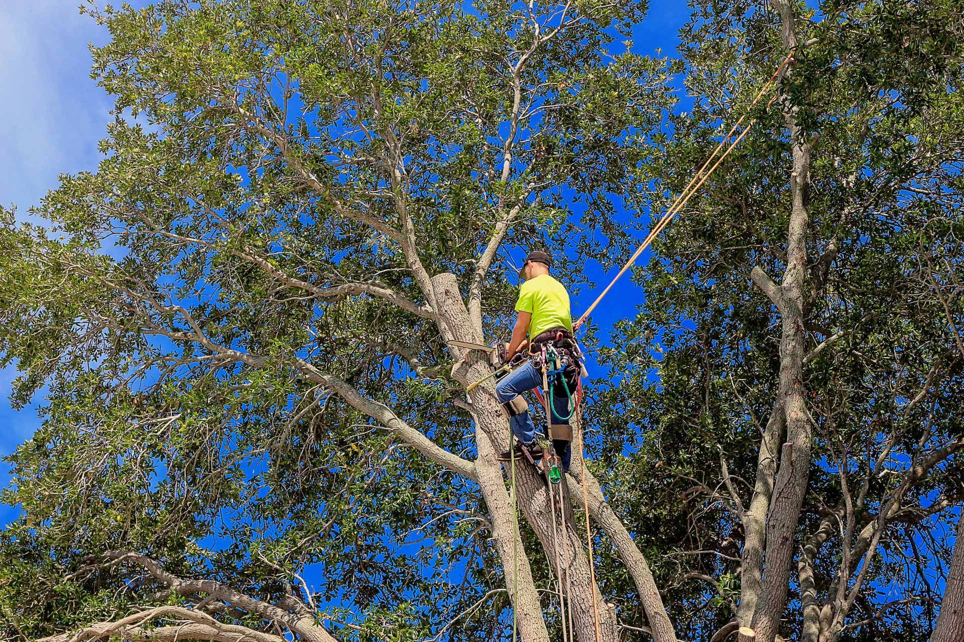 Worker in a bright yellow shirt climbing a tree amid dense branches and blue sky