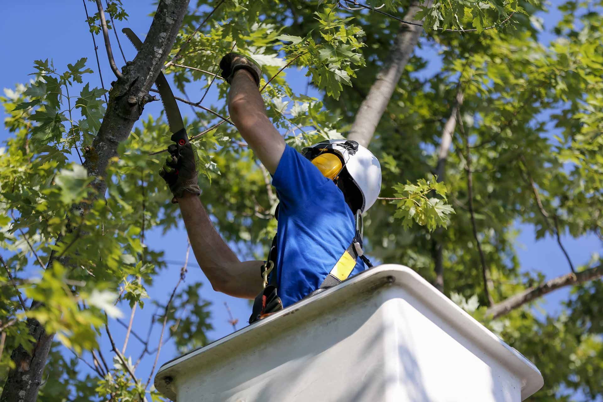 Worker in safety gear trimming tree branches from a bucket lift outdoors