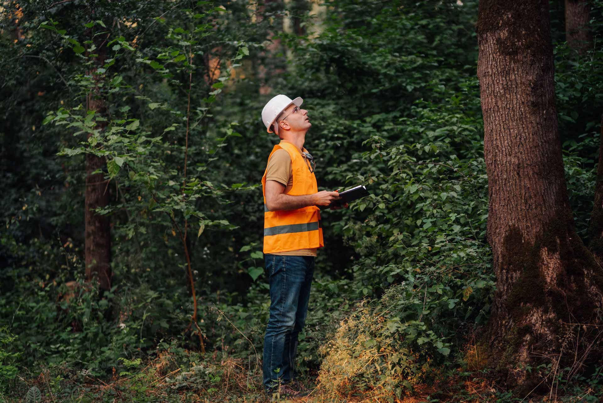 Person in orange safety vest and hard hat standing in a forest, looking up at trees.