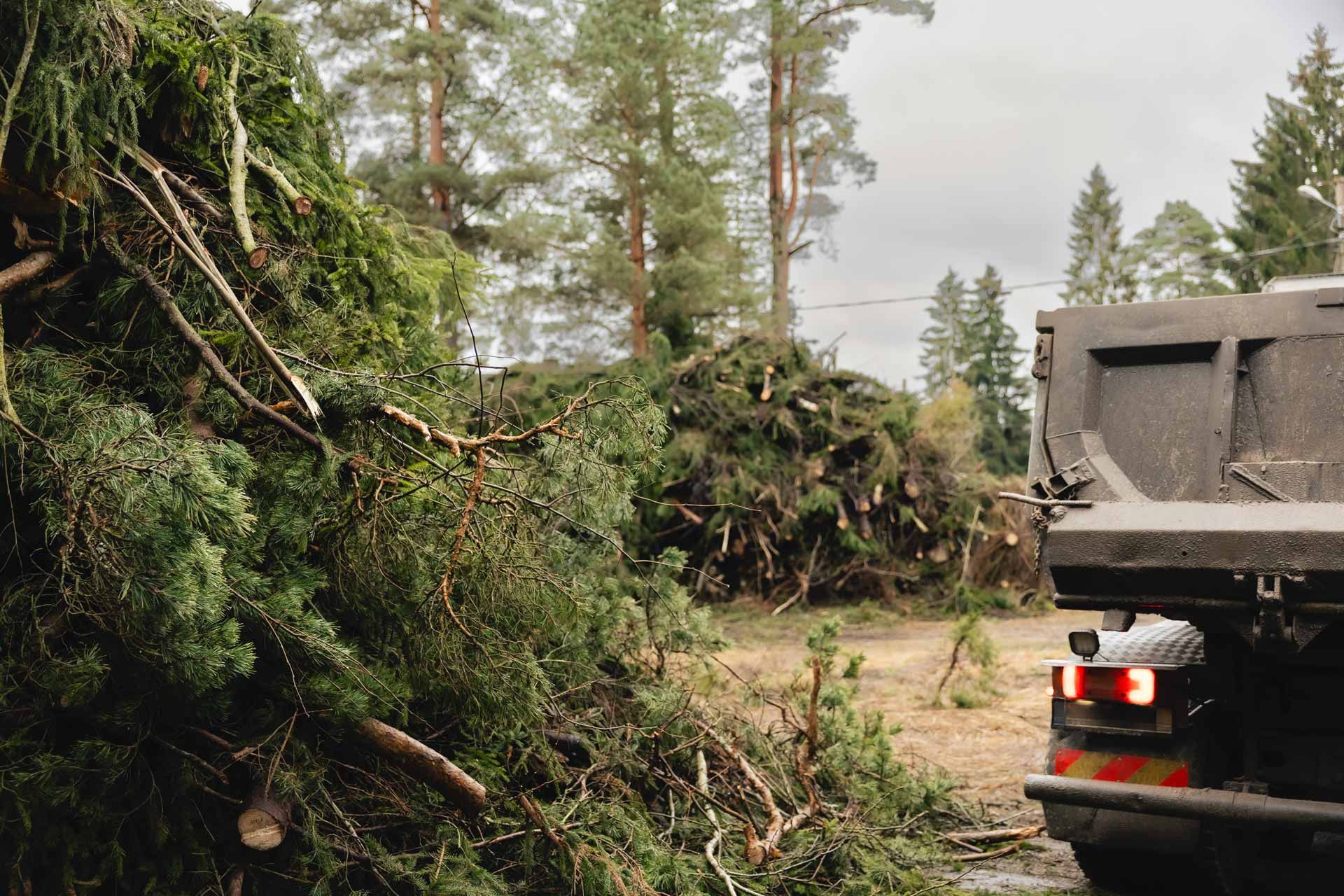 Truck hauling a large fallen tree on a forest road after rain
