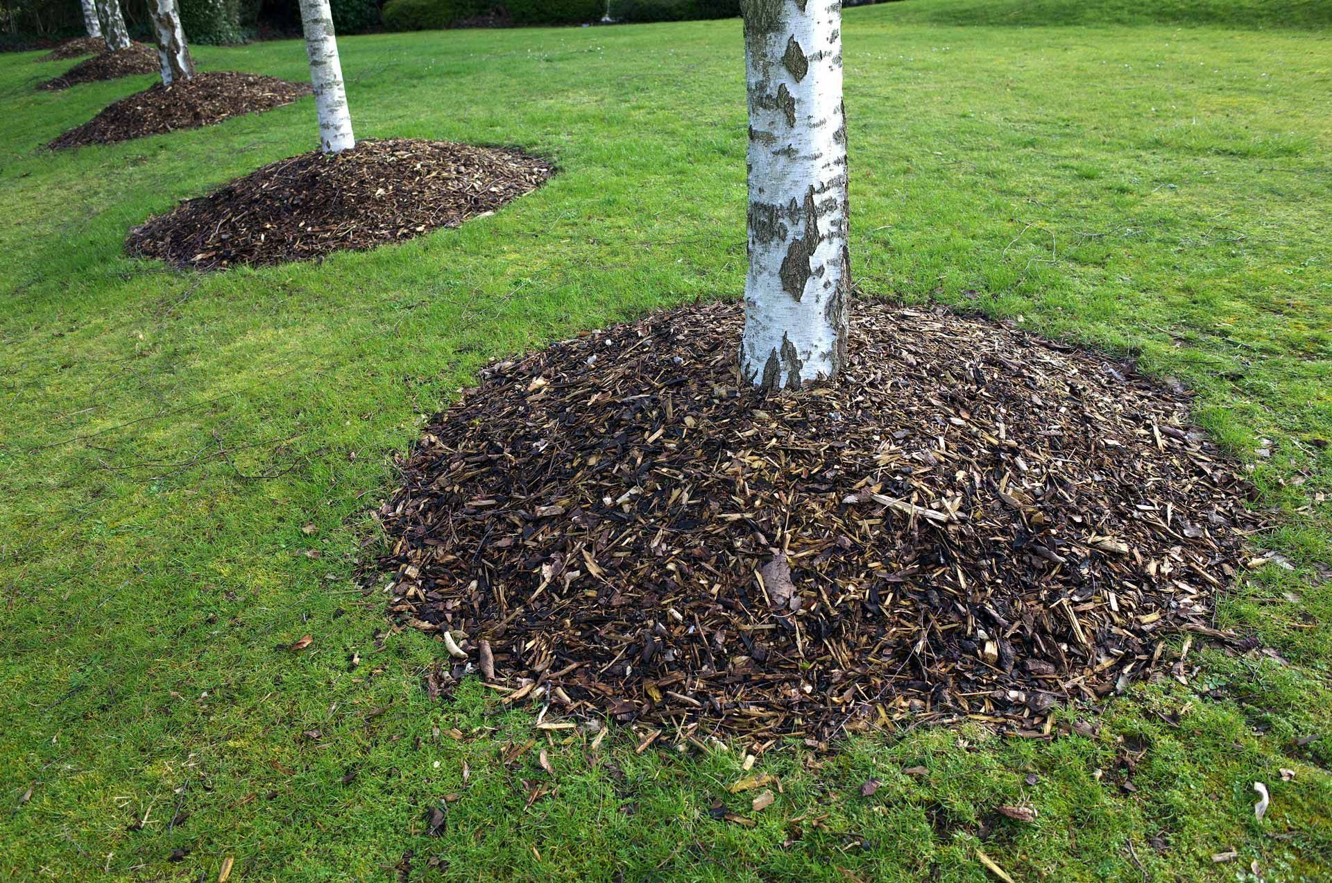 Mulched tree bases on a green lawn, with white-barked trunks.