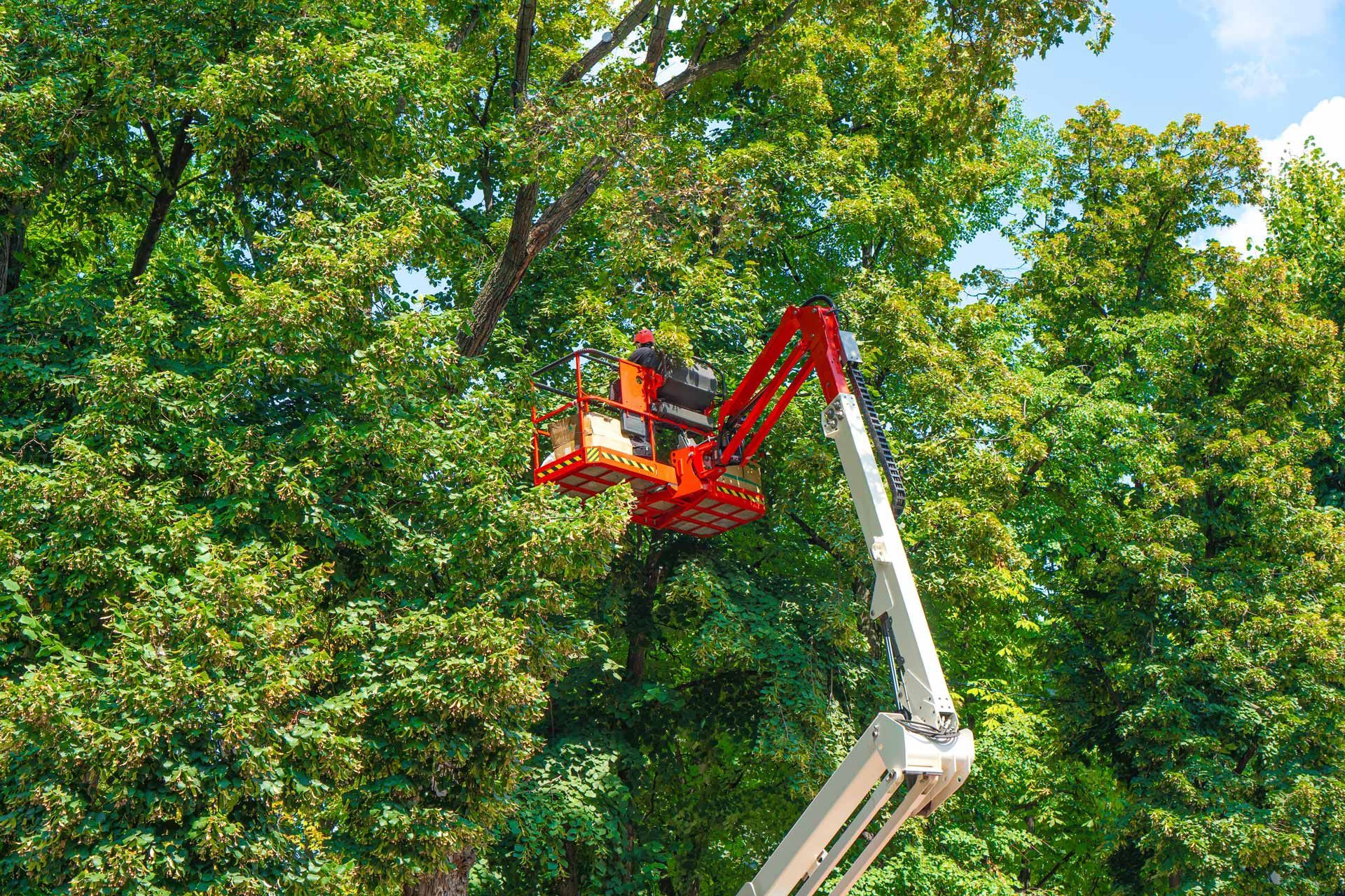 Worker in a red bucket lift trimming tree branches amid dense green foliage.