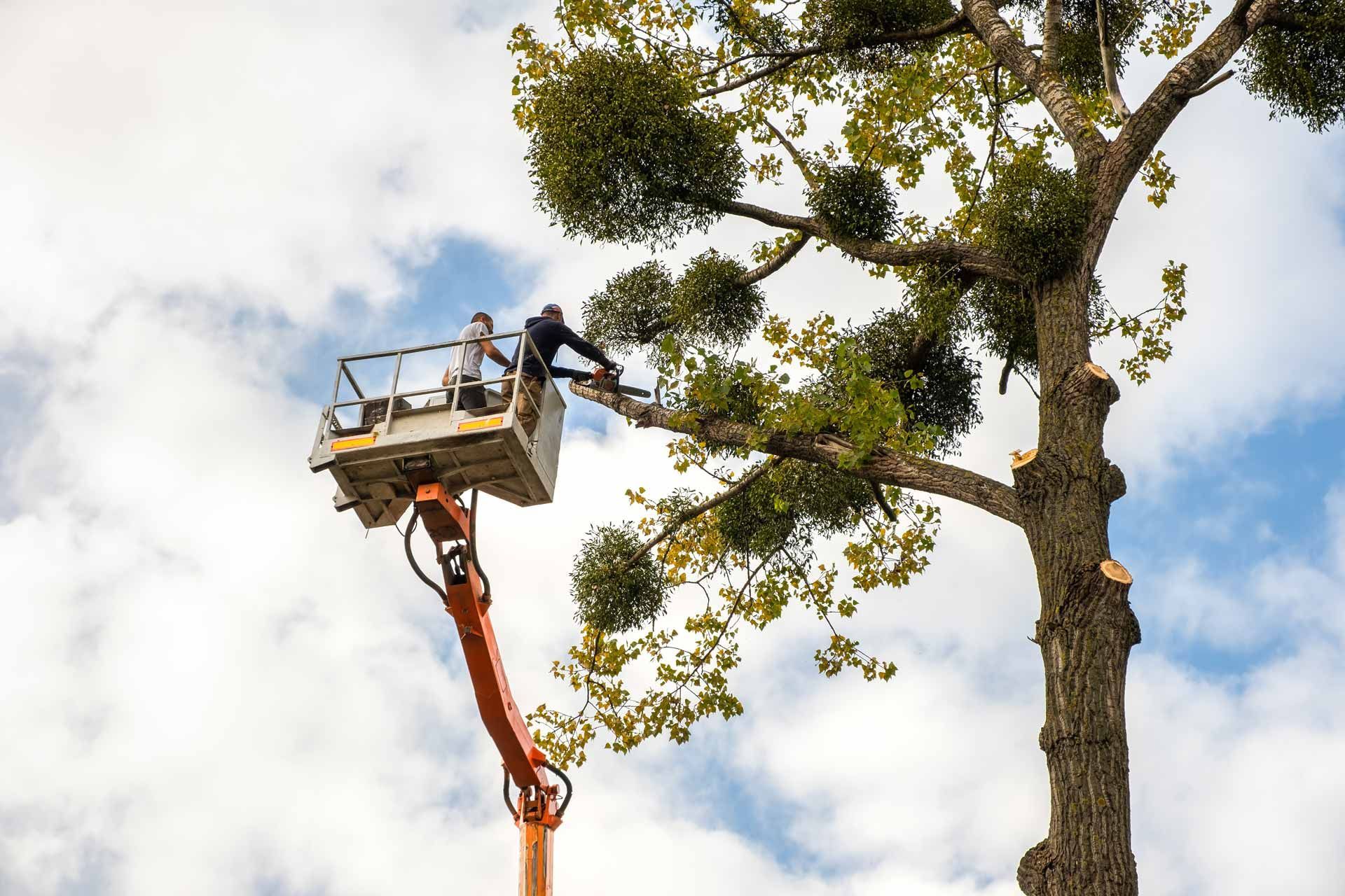 Arborist in lift trimming a large tree branch against a cloudy sky