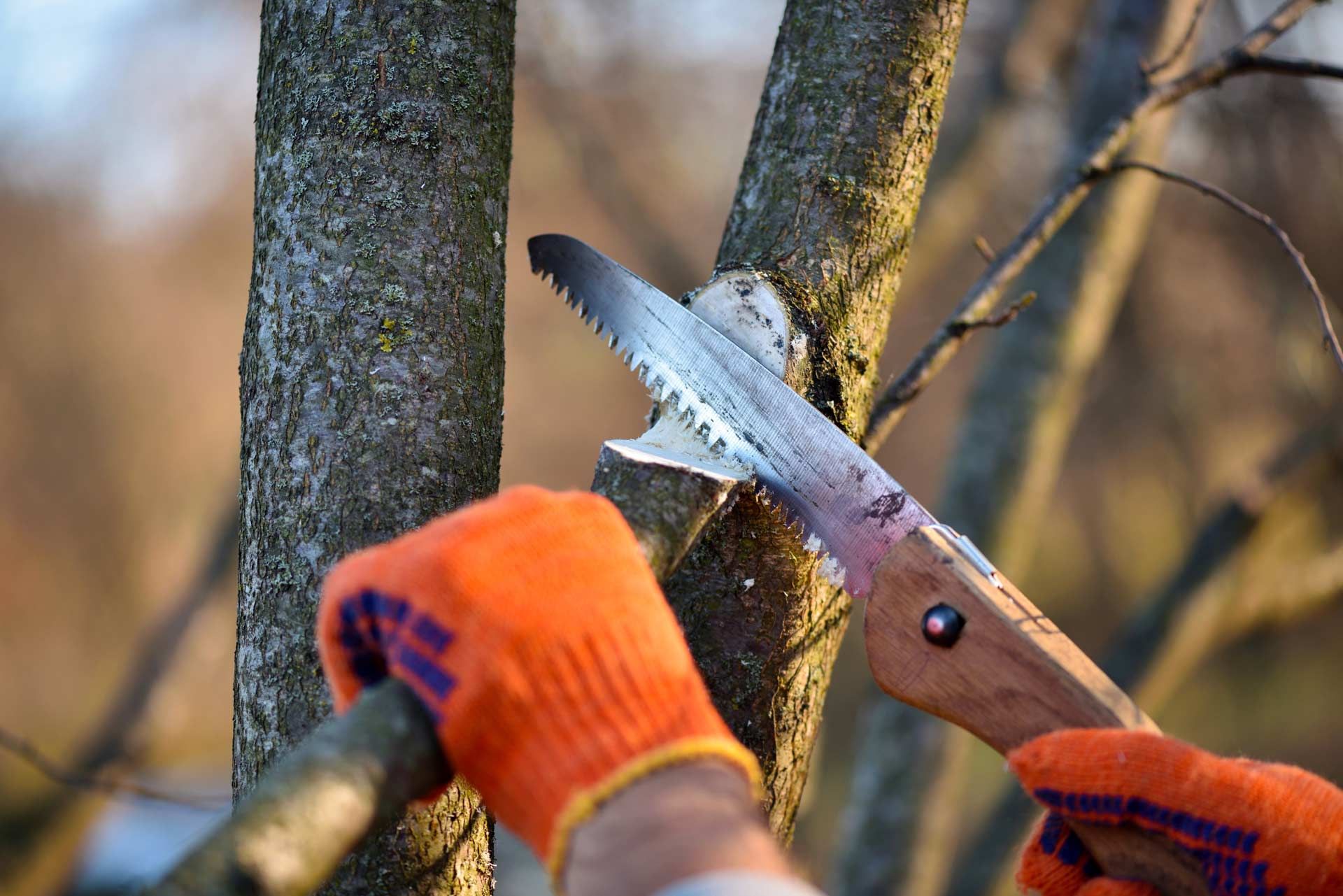 Gloved hands using a handsaw to cut a tree trunk outdoors in autumn