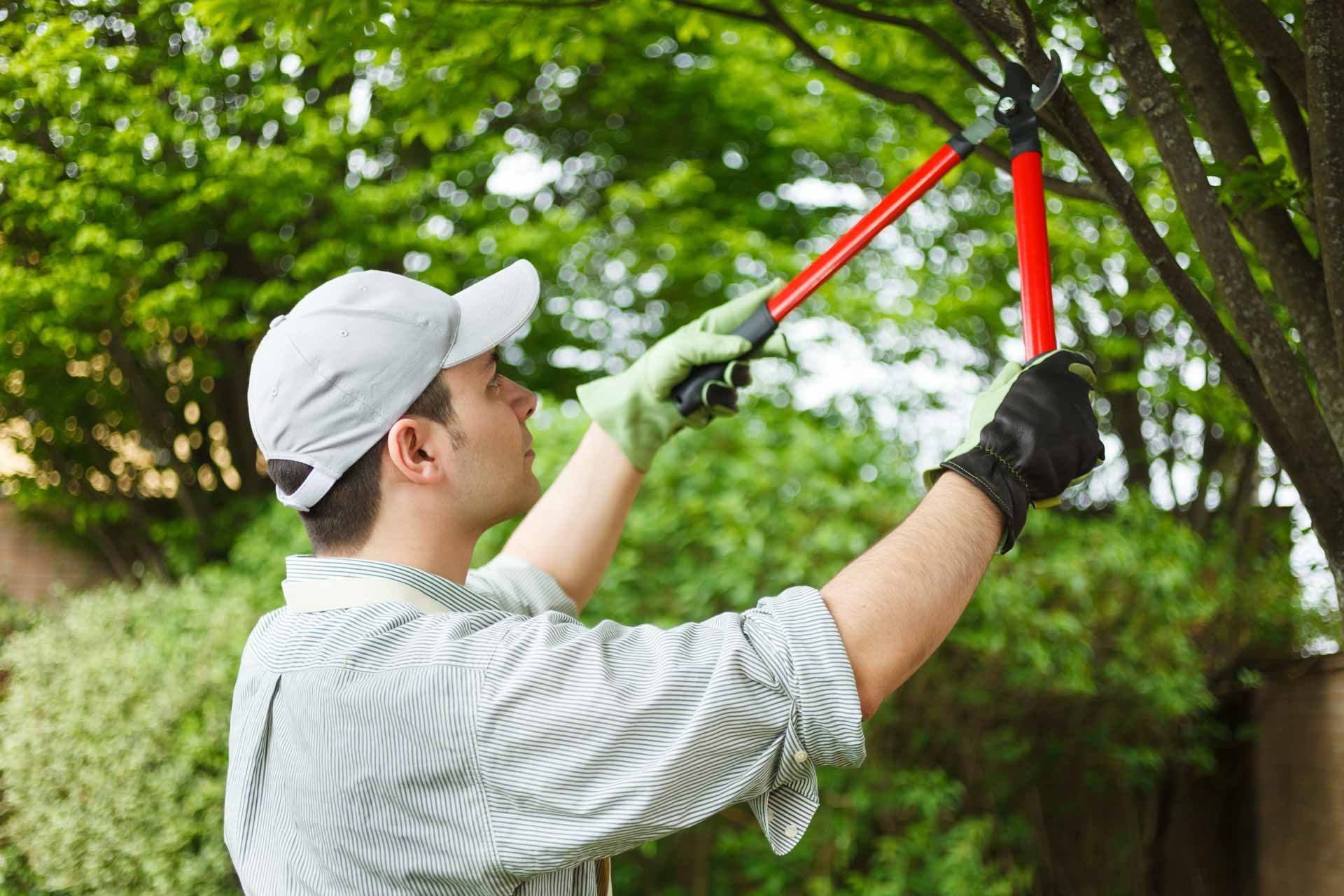 Worker trimming tree branches with red pruning shears in a green garden