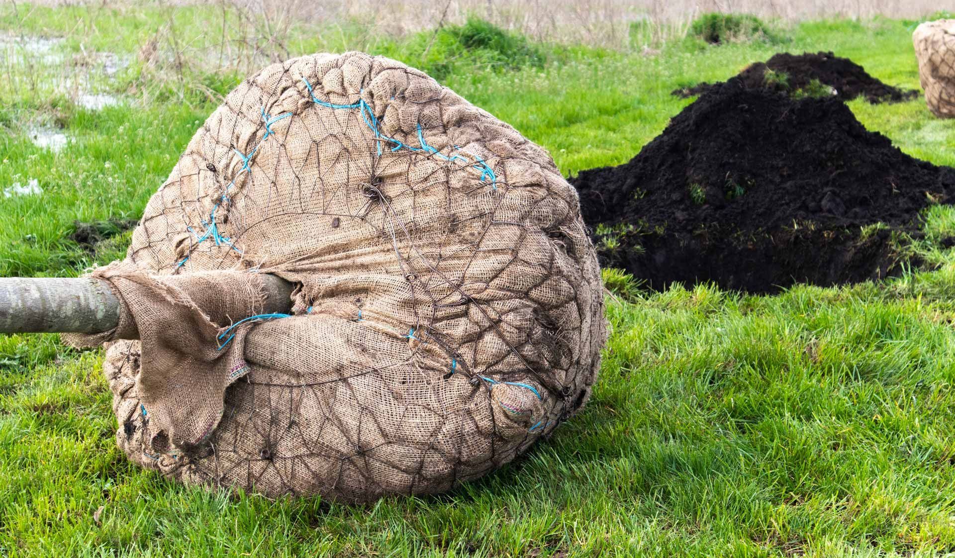Sheep curled on grass beside a pile of black wool or manure