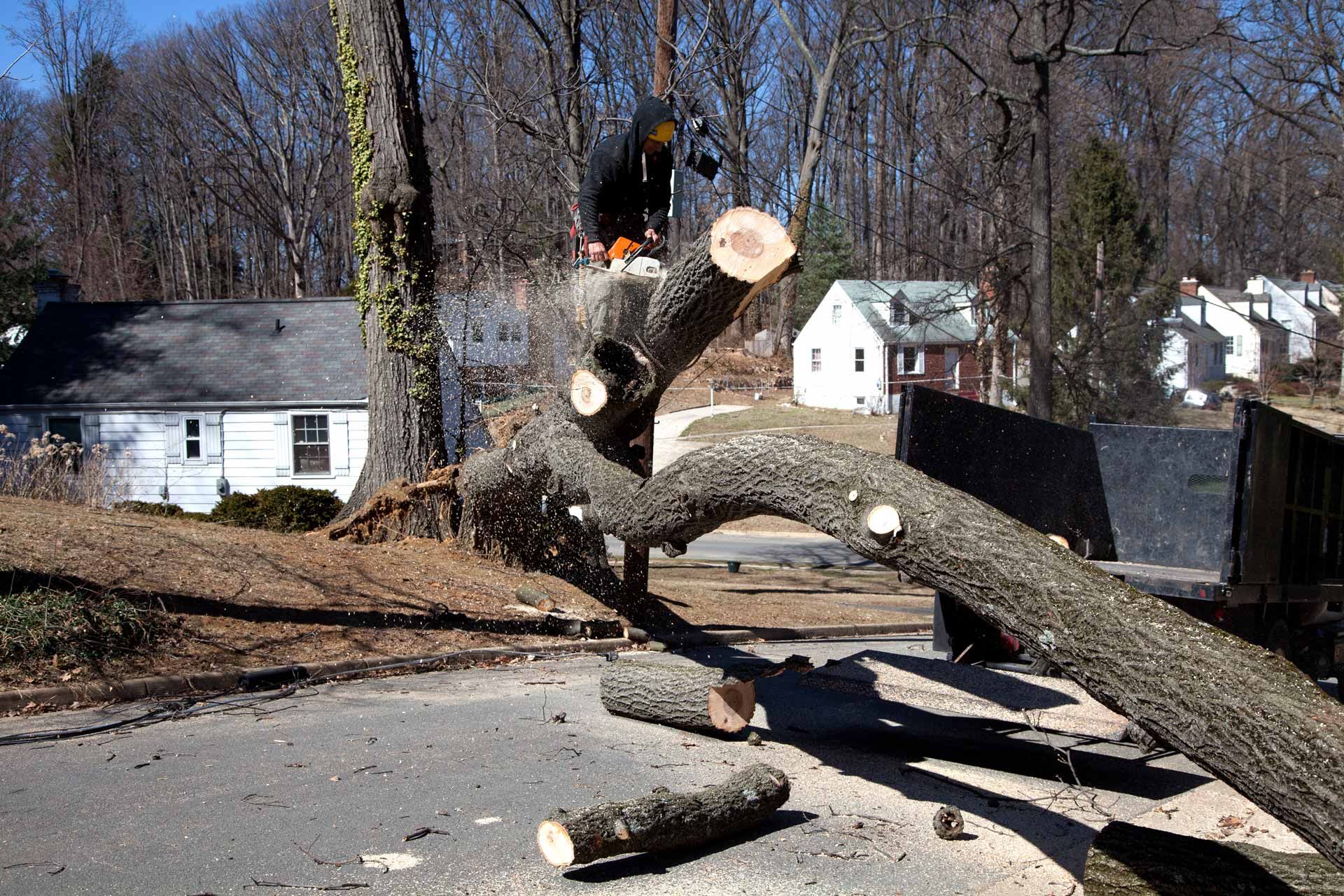 Fallen tree blocking a residential street, with large cut branches and debris across the road.