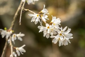 A basket filled with flowers is sitting on a wooden table.