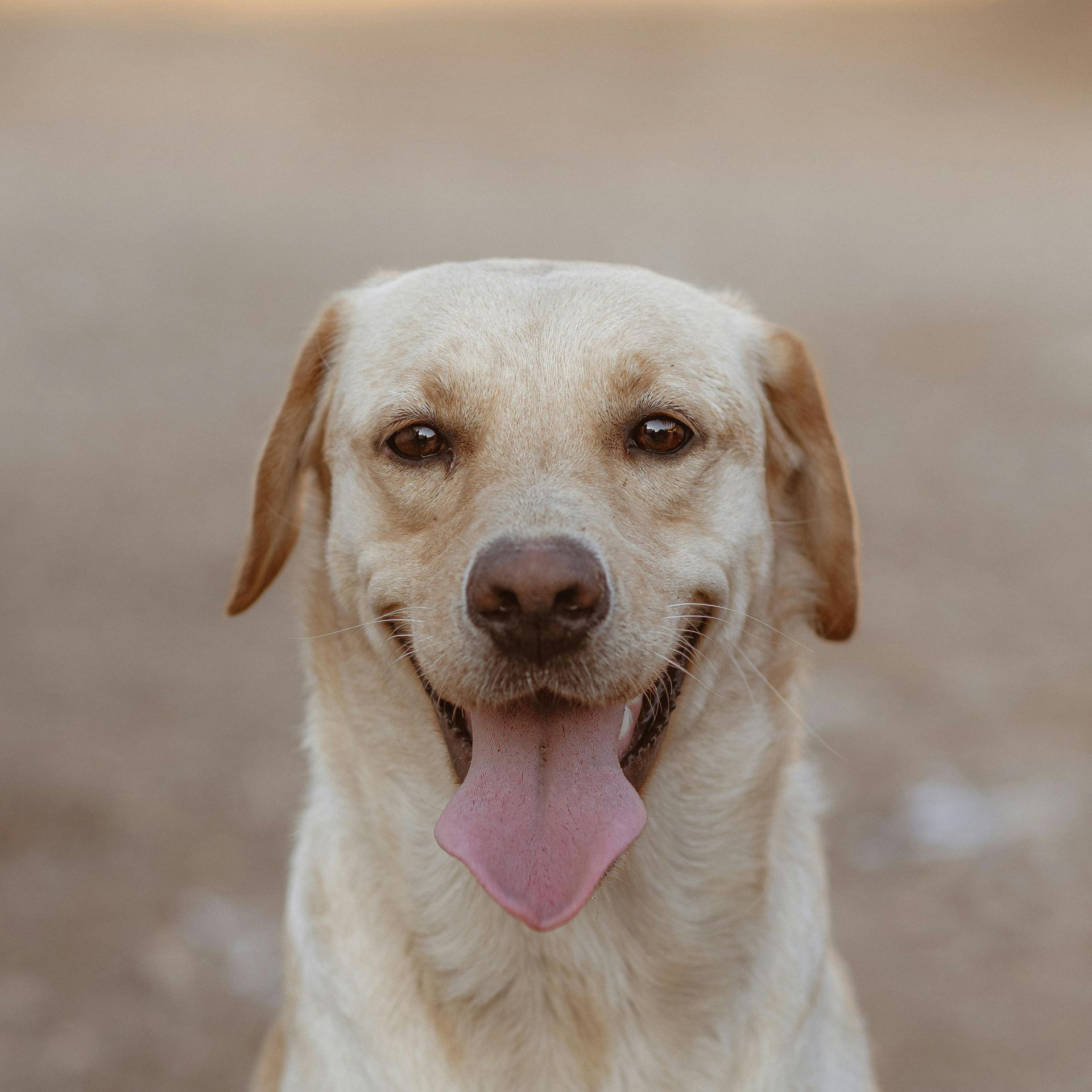 Yellow Labrador retriever smiling with tongue out, outdoors.