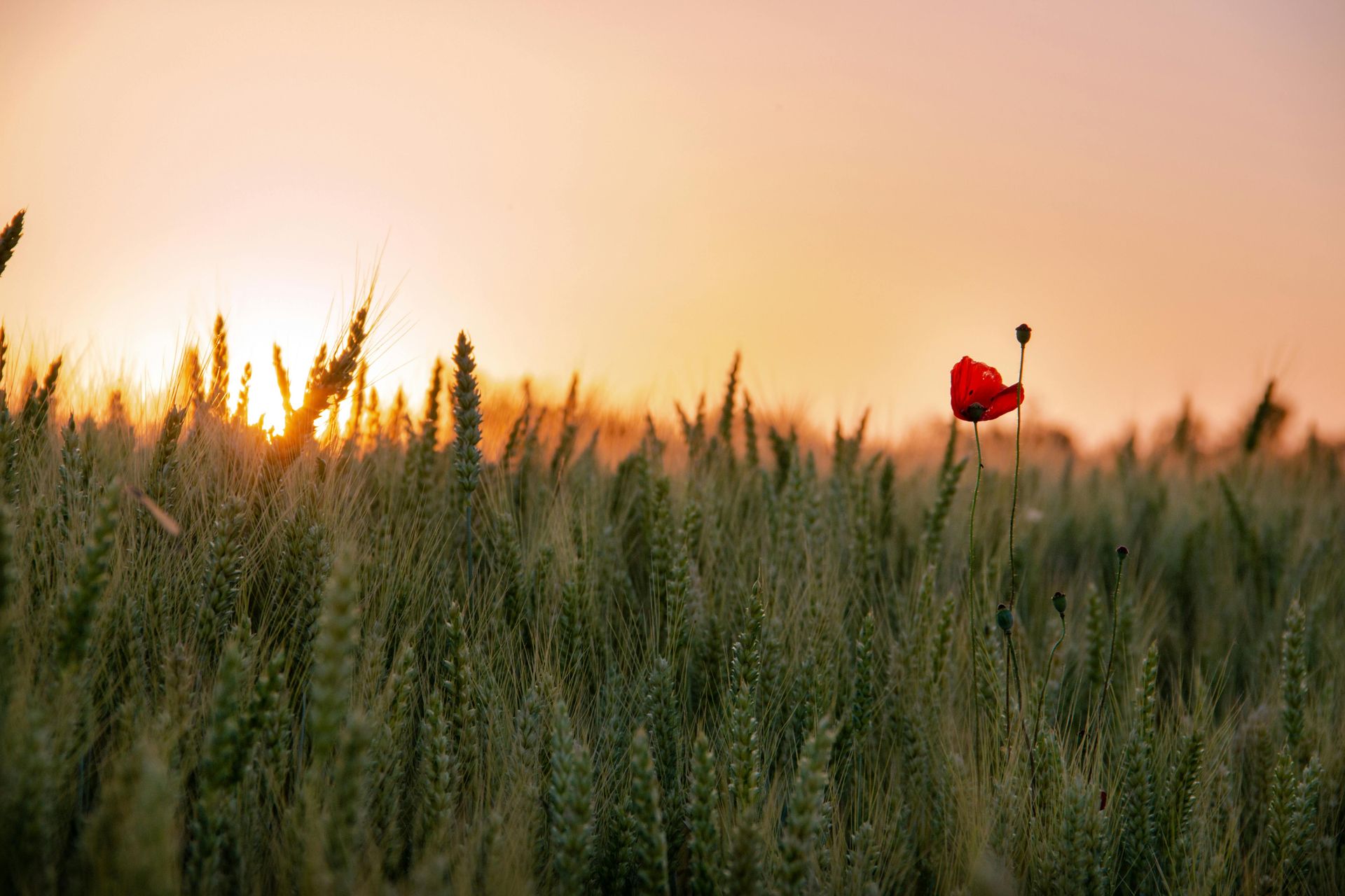 Red poppy in a wheat field at sunset.