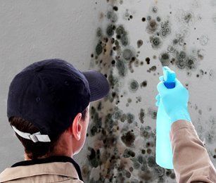 A Man is Spraying Mold on a Wall With a Spray Bottle