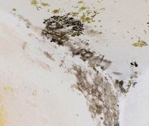 A Close Up of a White Wall With Black Mold Growing on It