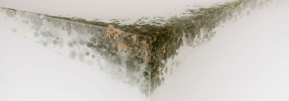 A Corner of a Wall With Mold Growing on It