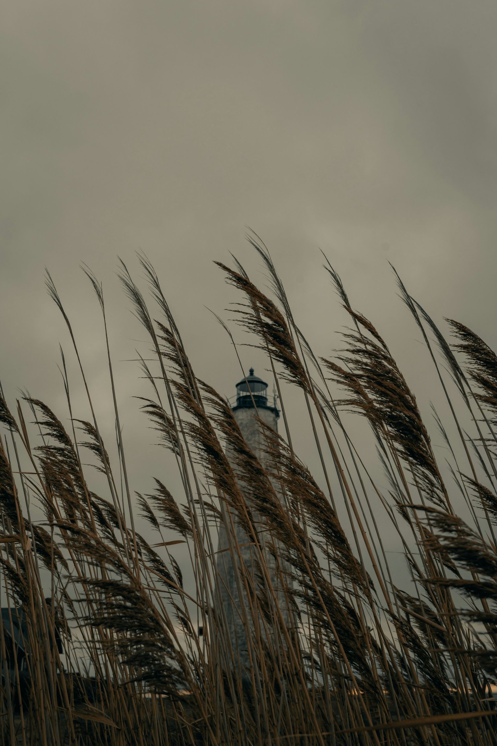 A lighthouse is visible through the tall grass in the foreground.