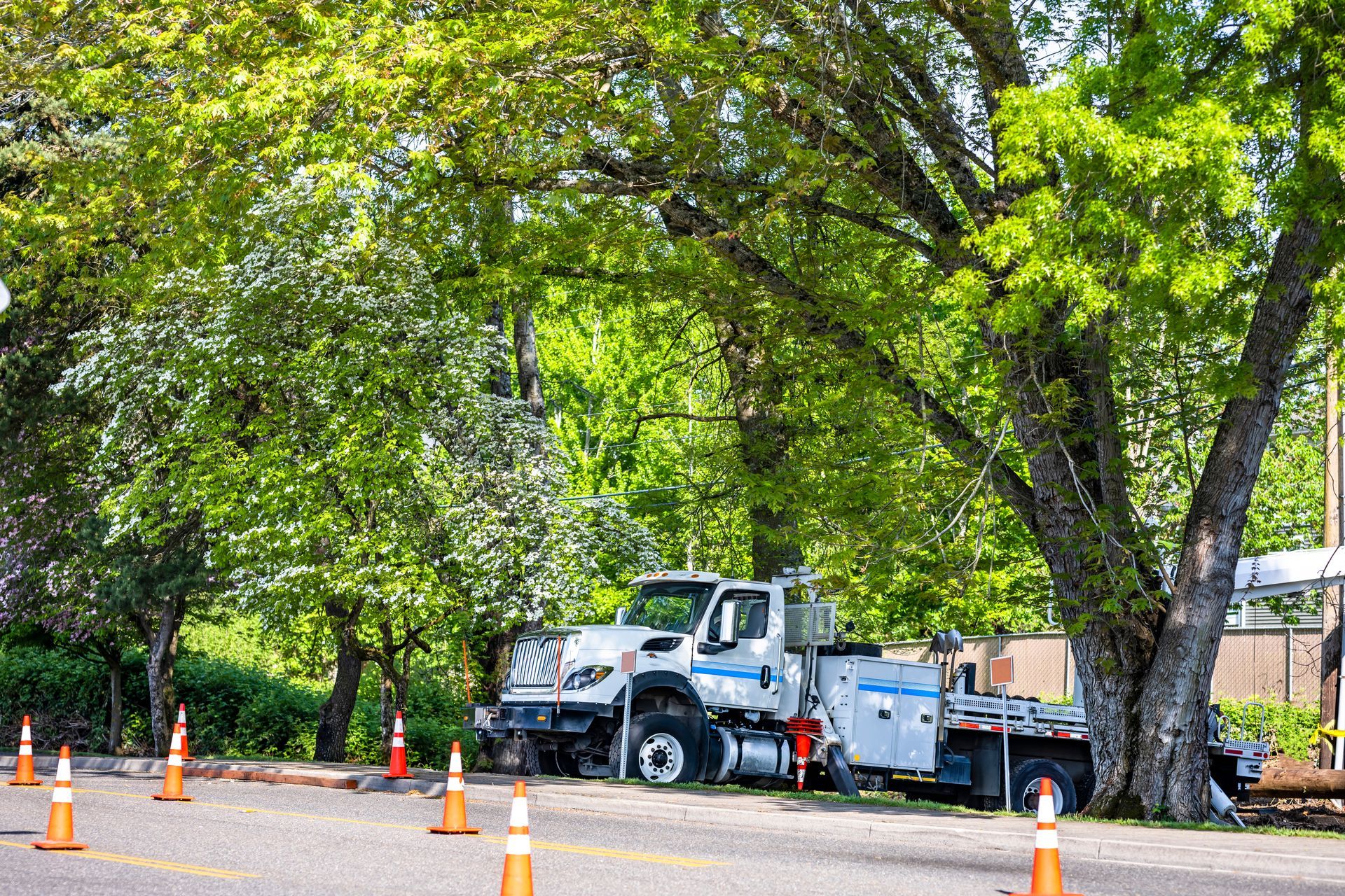 White utility truck parked next to a tree, orange cones line the road.