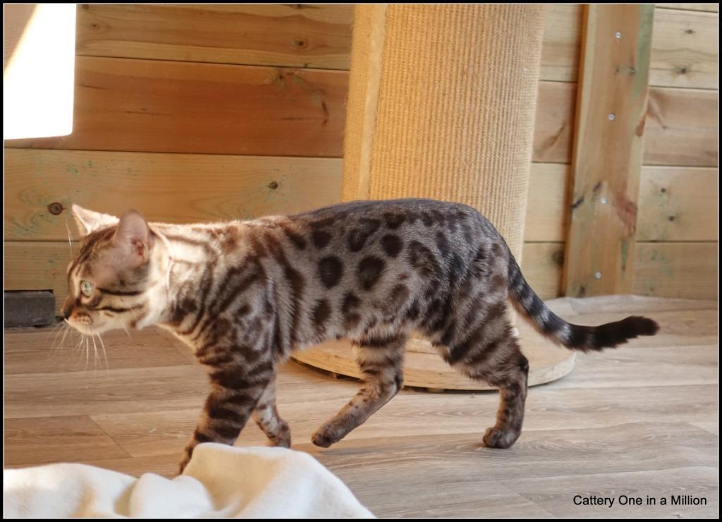 cattery one in a million - Maxx