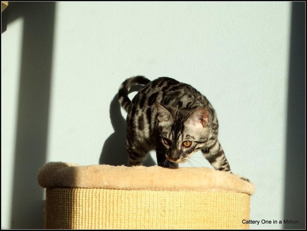 cattery one in a million - Topaz