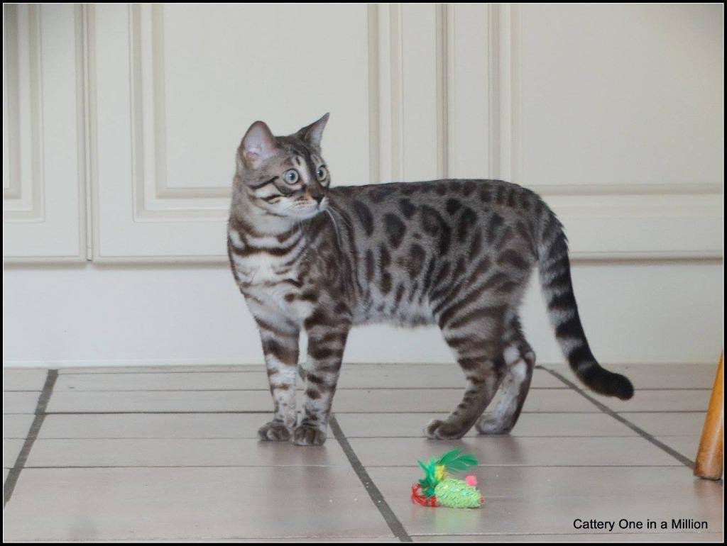 cattery one in a million - Maxx