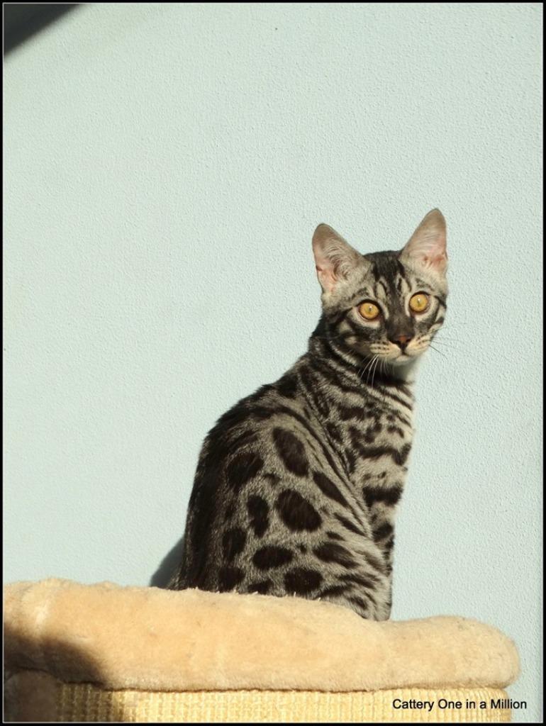 cattery one in a million - Topaz