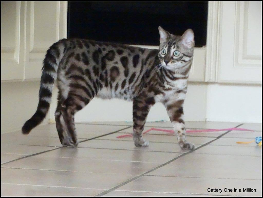 cattery one in a million - Maxx