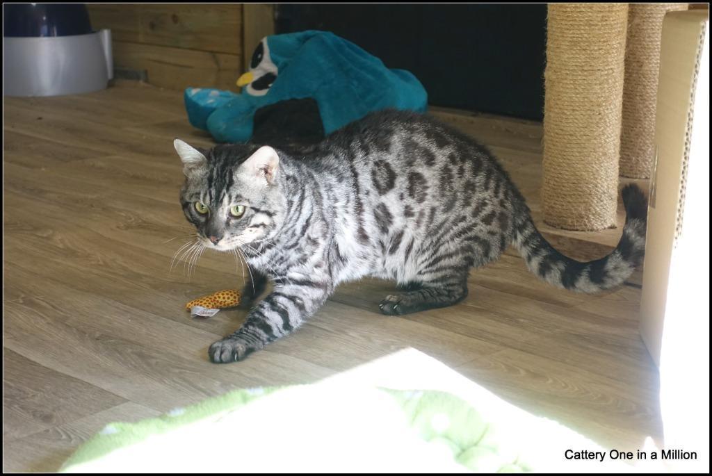 cattery one in a million - Topaz