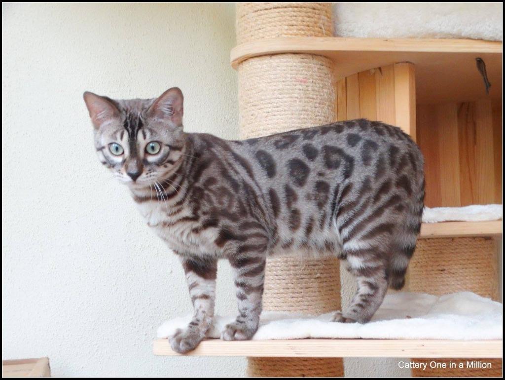 cattery one in a million - Maxx