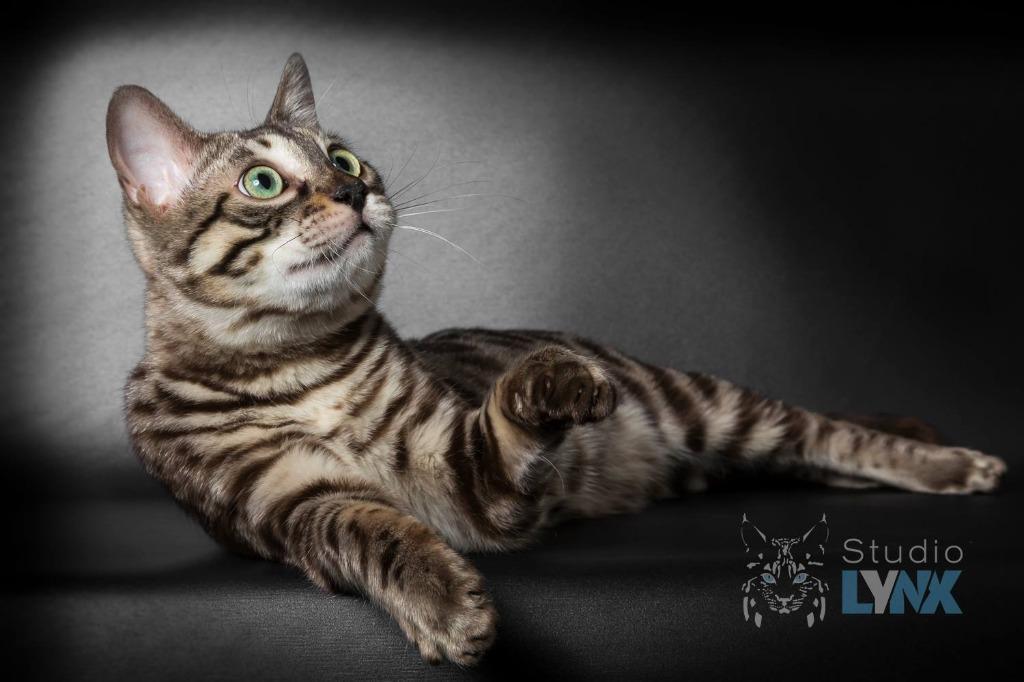 cattery one in a million - Maxx