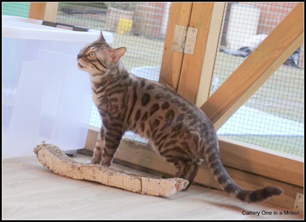 cattery one in a million - Maxx