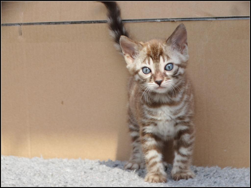 cattery one in a million - Maxx