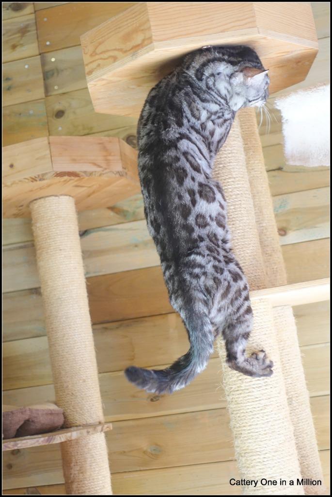 cattery one in a million - Topaz